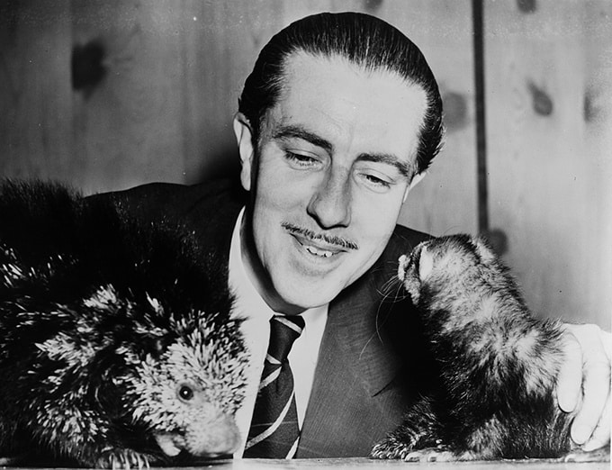 På billedet ses Ivan T. Sanderson i selskab med udstoppede versioner af et mexicansk træhulepindsvin og en europæisk ilder. (Foto: Fred Palumbo/Library of Congress)
